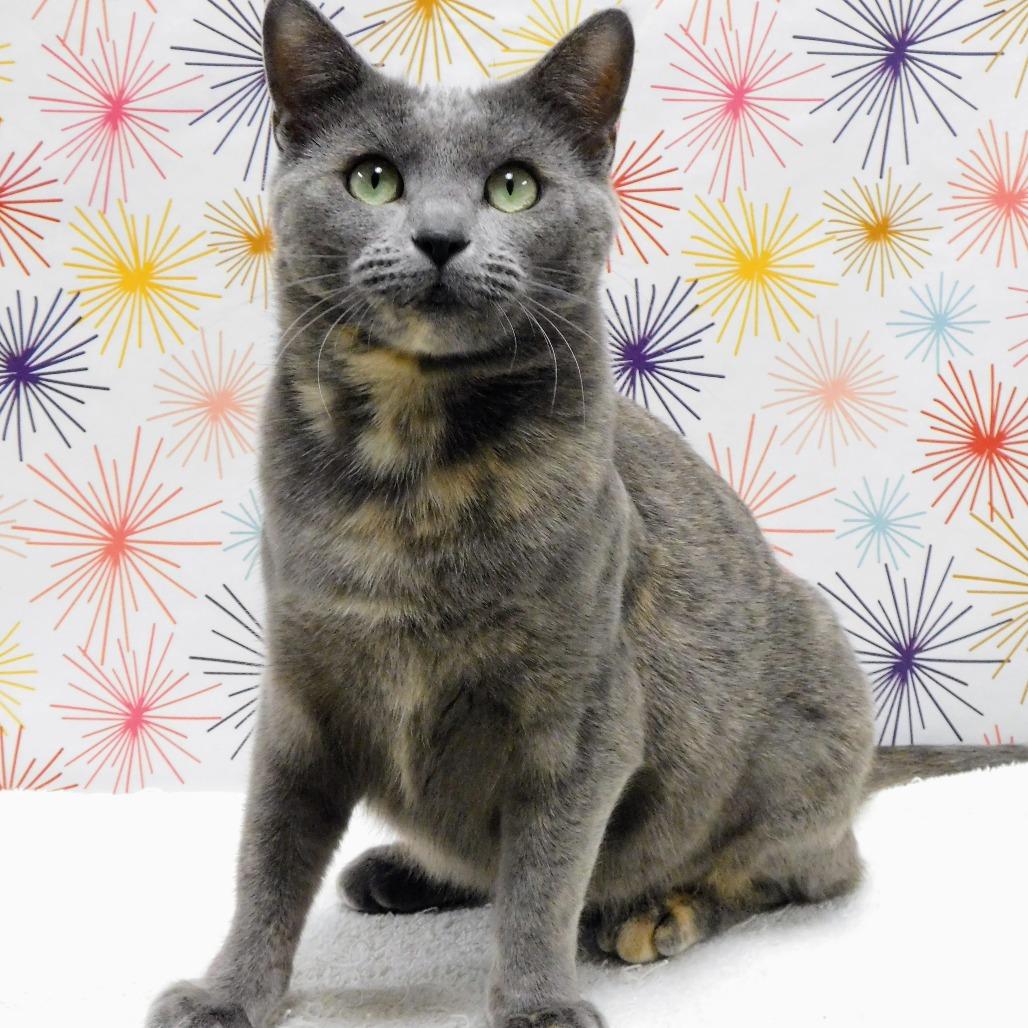 Enlarge Freya, a Adoptable Domestic Short Hair in Canton, IL image 4/6