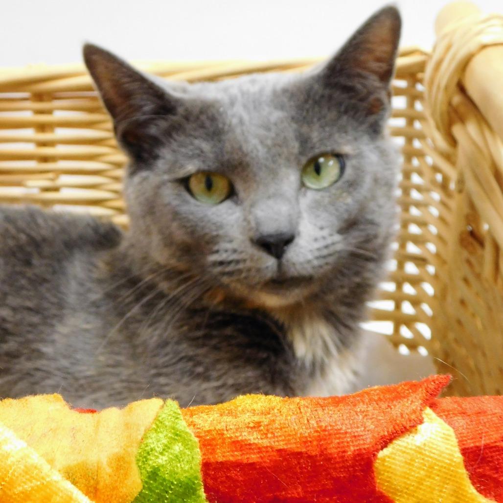 Enlarge Freya, a Adoptable Domestic Short Hair in Canton, IL image 6/6