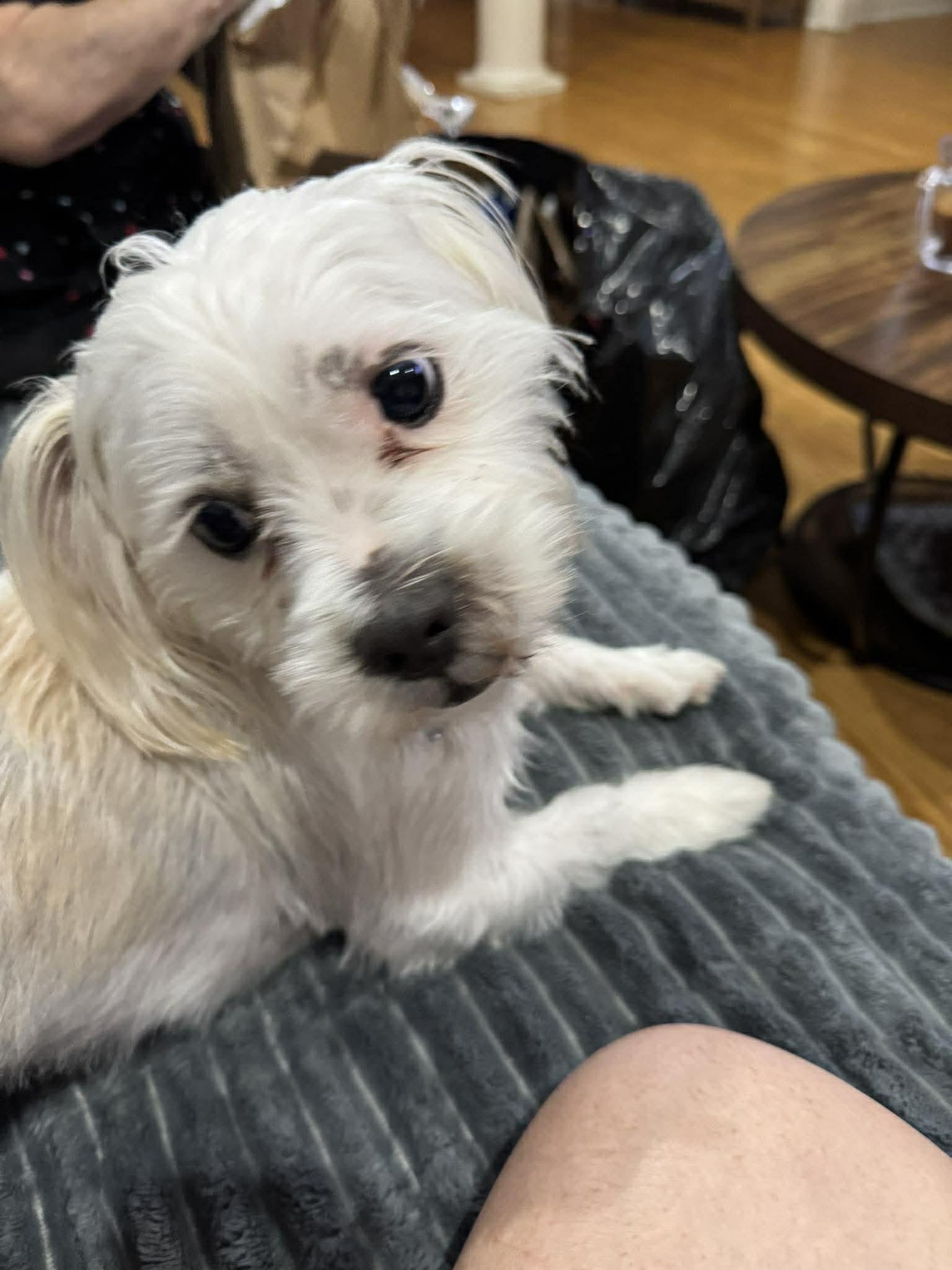 Enlarge Luca, a ADOPTABLE mixed breed in Baker, LA image 5/6