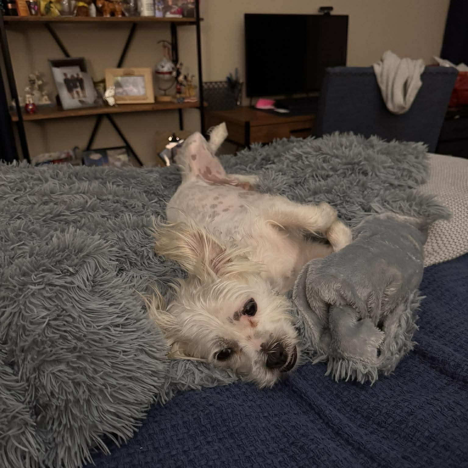 Enlarge Luca, a ADOPTABLE mixed breed in Baker, LA image 2/6