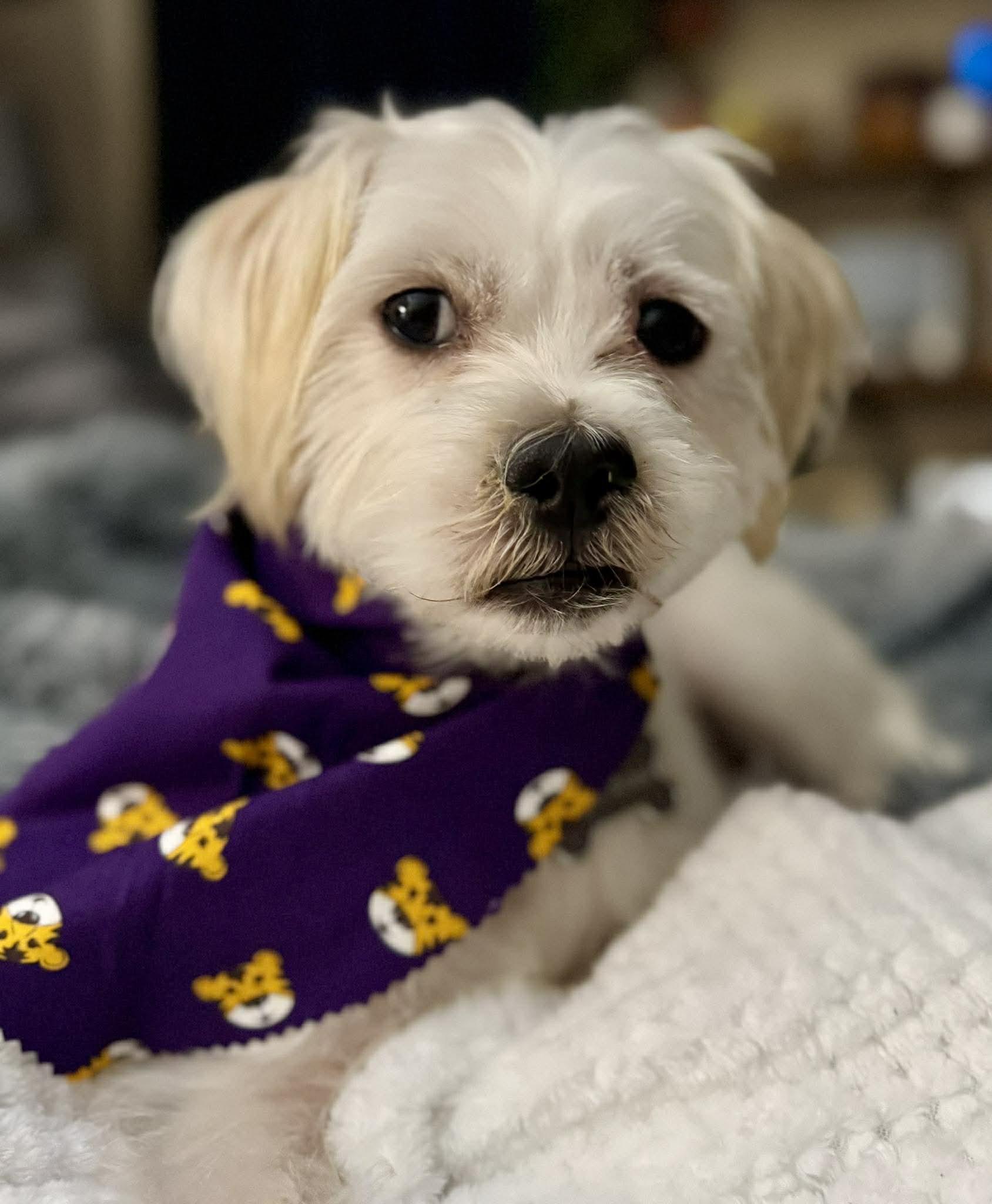 Enlarge Luca, a ADOPTABLE mixed breed in Baker, LA image 3/6