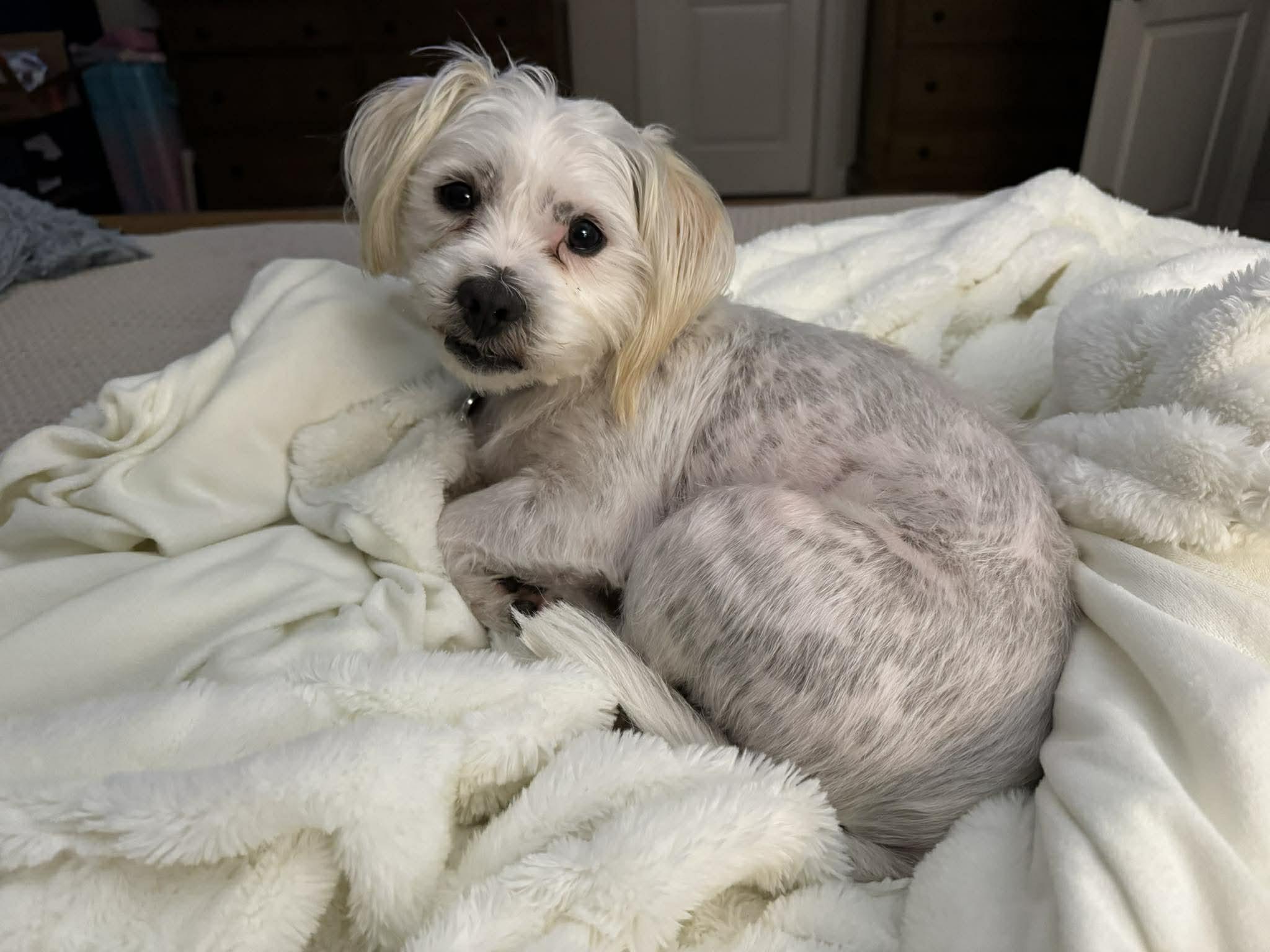 Enlarge Luca, a ADOPTABLE mixed breed in Baker, LA image 6/6