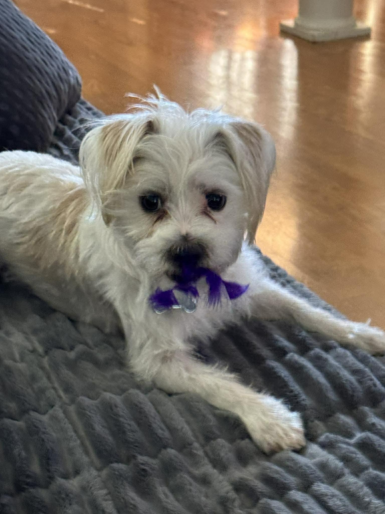 Luca, ADOPTABLE, Adult Male Maltese.