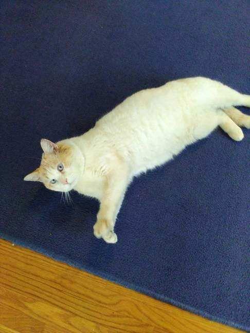 Enlarge Marshmallow, a Adoptable Domestic Short Hair in Rochester, NY image 1/3