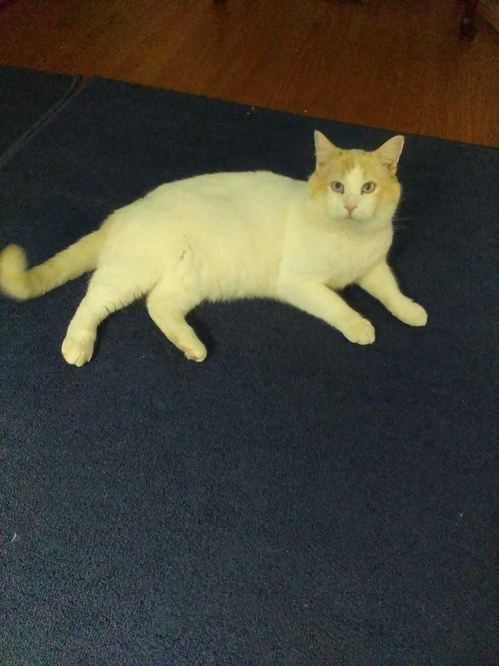 Enlarge Marshmallow, a Adoptable Domestic Short Hair in Rochester, NY image 2/3