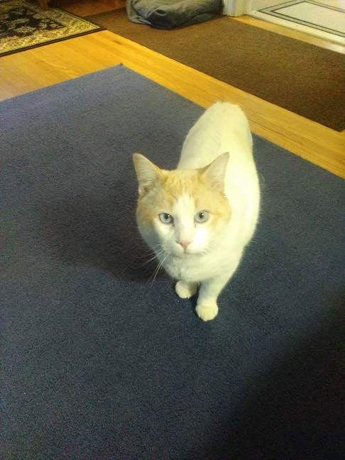 Enlarge Marshmallow, a Adoptable Domestic Short Hair in Rochester, NY image 3/3