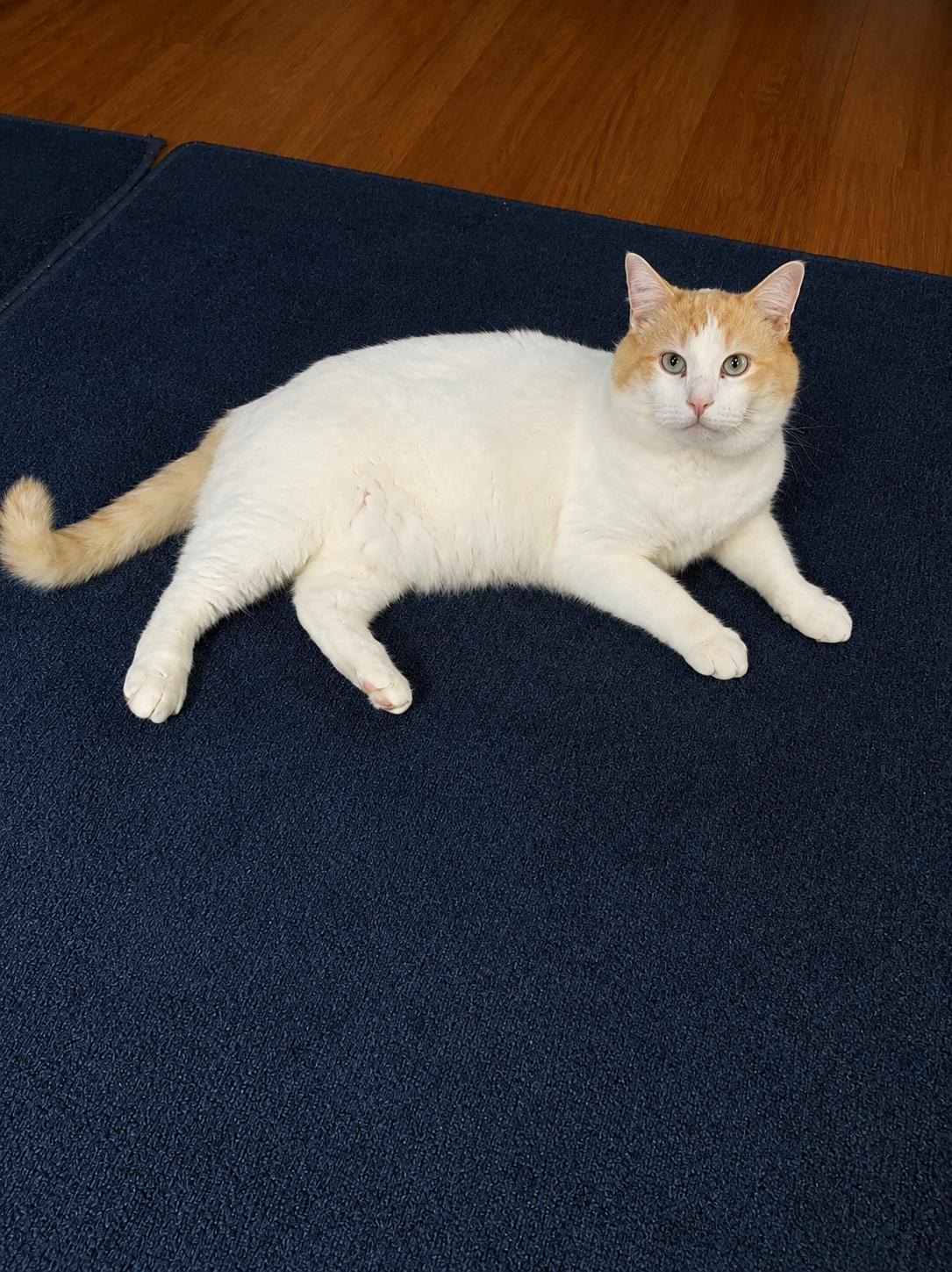 Marshmallow, a Adoptable Domestic Short Hair in Rochester, NY image 3/3
