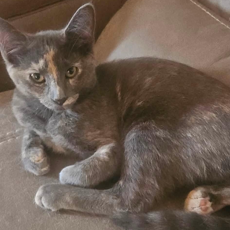 Phoebe, ADOPTABLE, Young Female Domestic Short Hair.
