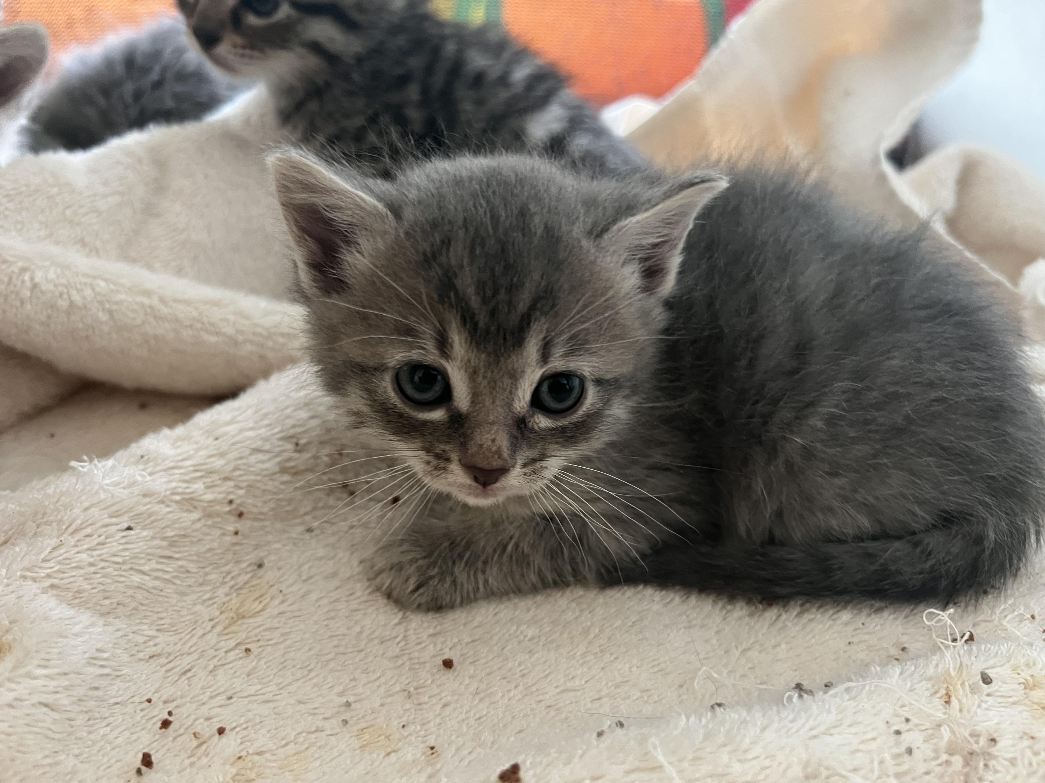 Tipsy, Adoptable, Kitten Female Domestic Short Hair.