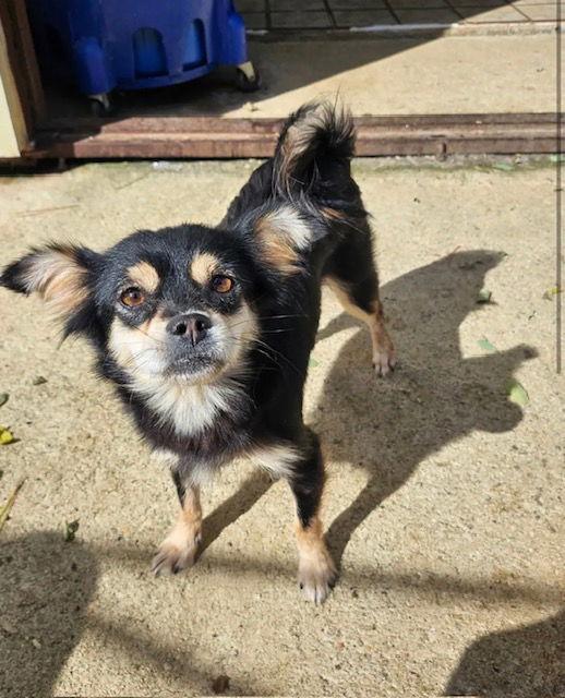 EDGE, Adoptable, Young Female Chihuahua.