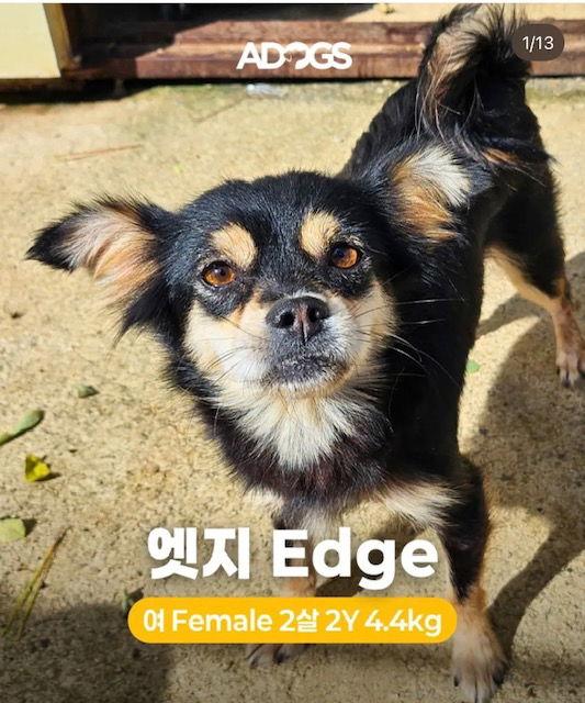 Enlarge EDGE, a Adoptable Chihuahua in Agoura Hills, CA image 2/3