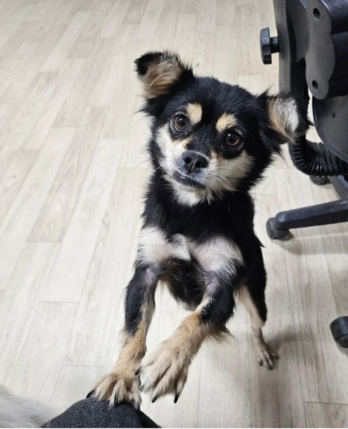 Enlarge EDGE, a Adoptable Chihuahua in Agoura Hills, CA image 3/3