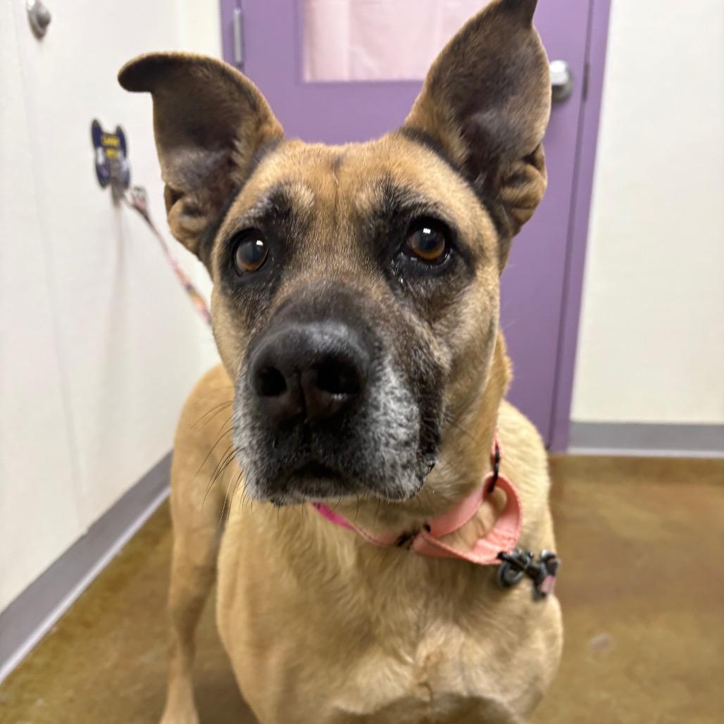 Dory, Adoptable, Senior Female Black Mouth Cur & Mixed Breed.