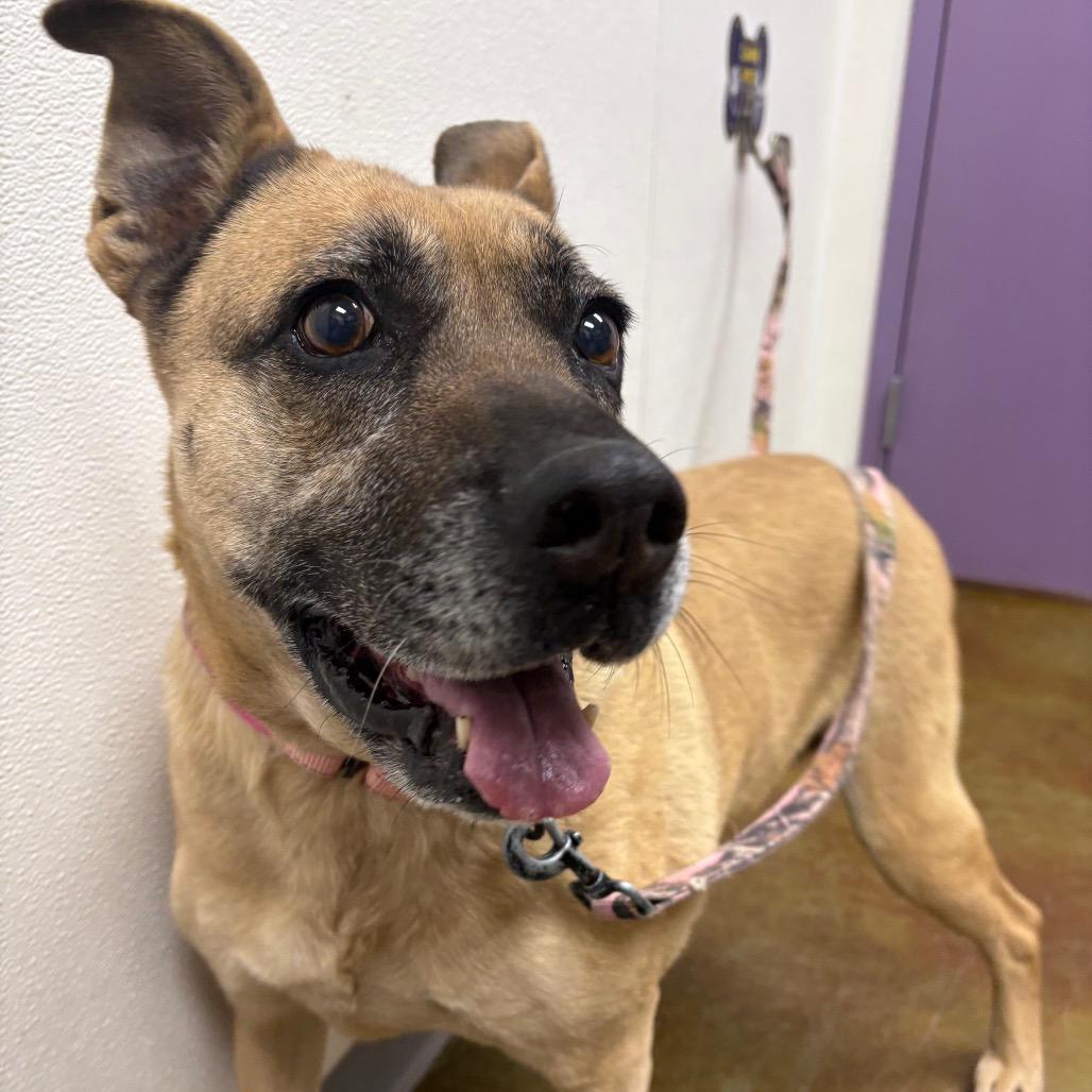 Enlarge Dory, a Adoptable mixed breed in Albuquerque, NM image 2/4