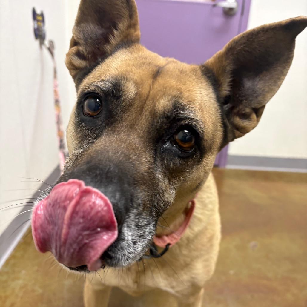 Enlarge Dory, a Adoptable mixed breed in Albuquerque, NM image 3/4