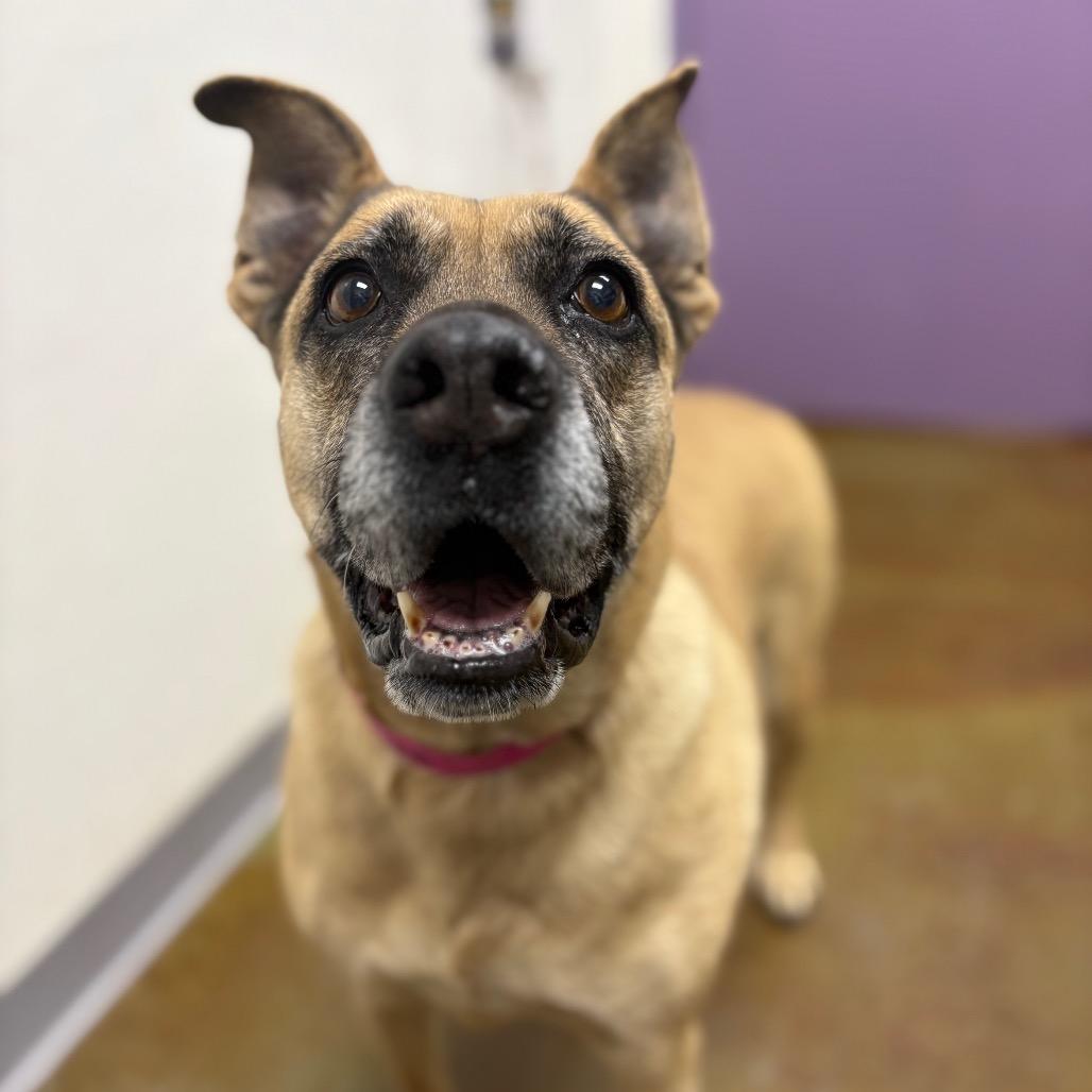 Enlarge Dory, a Adoptable mixed breed in Albuquerque, NM image 4/4