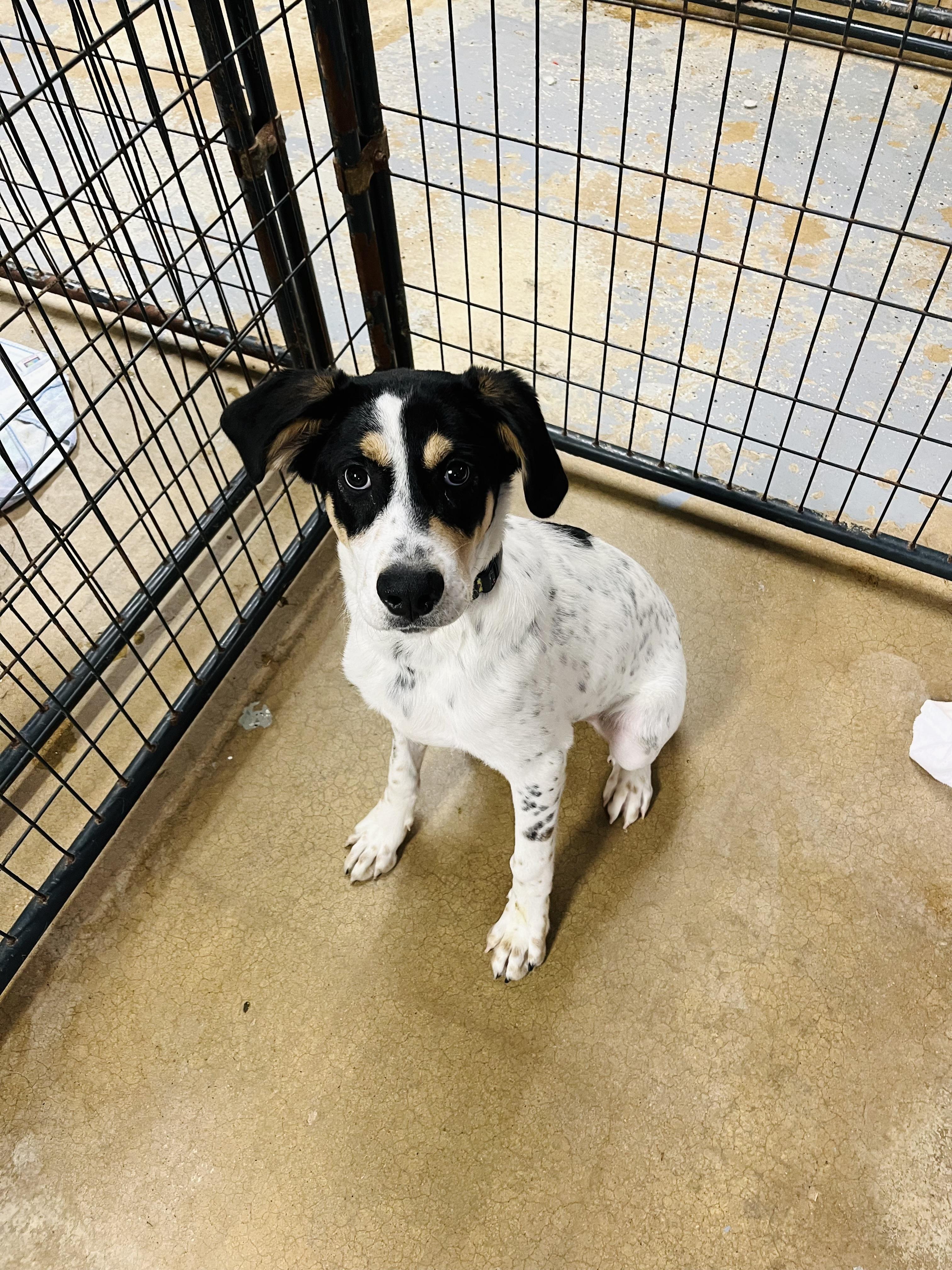 Enlarge Ava, a Adoptable mixed breed in Shelbyville, TN image 1/1