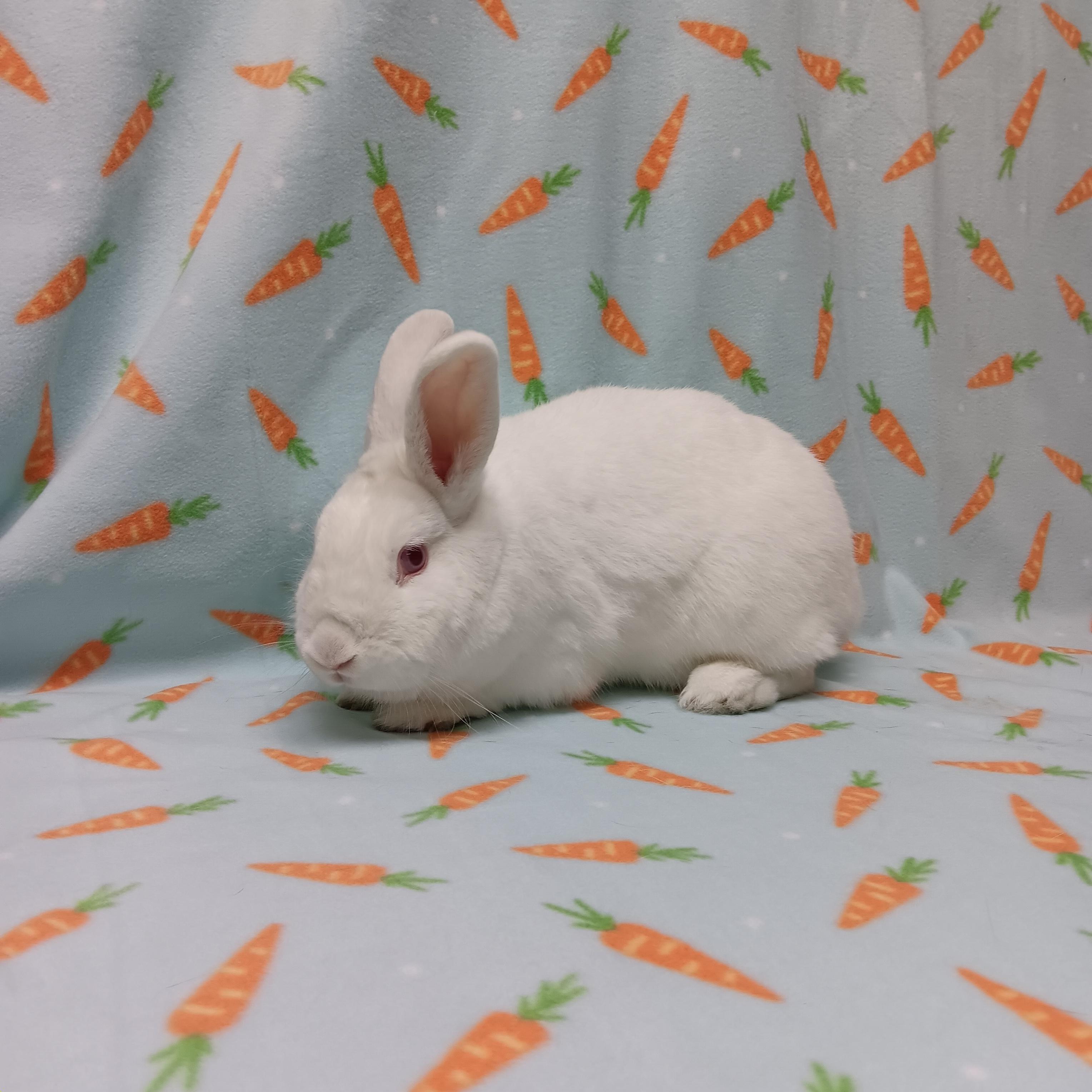 Enlarge Birkenstock, an adoptable Bunny Rabbit in Harrisburg, PA image 2/2