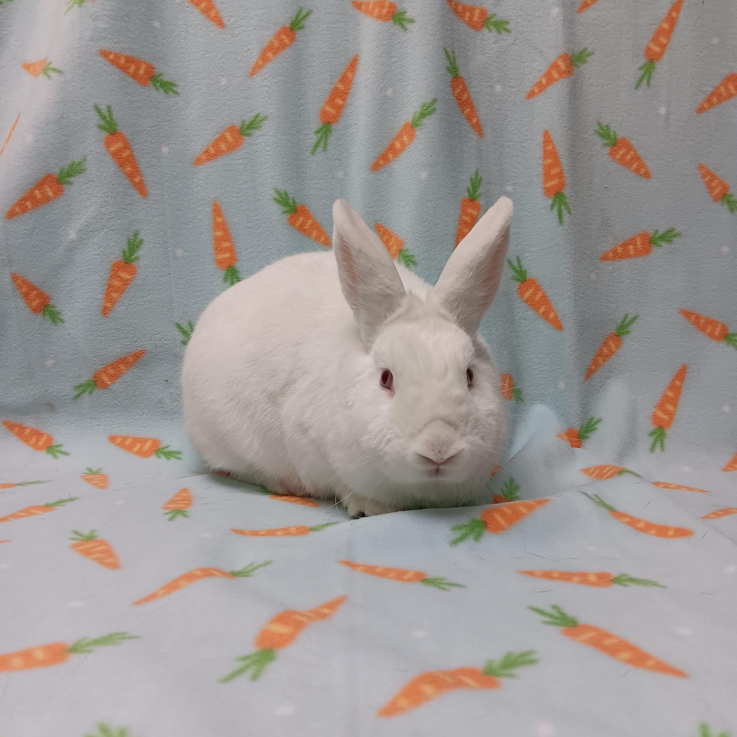 Enlarge Birkenstock, an adoptable Bunny Rabbit in Harrisburg, PA image 1/2