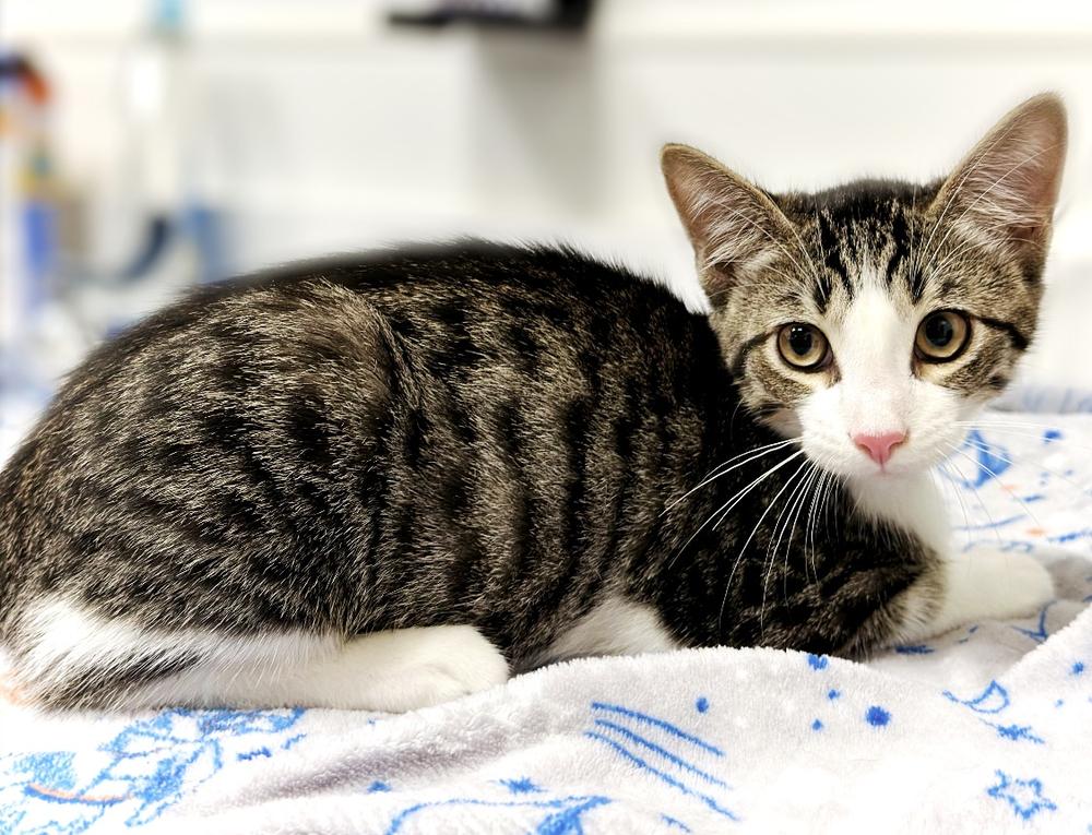 Arthur, Adoptable, Kitten Male Domestic Short Hair & Tabby.