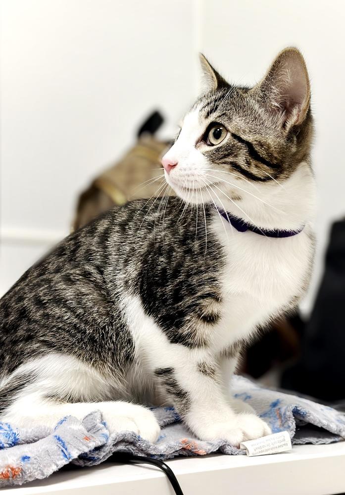 Enlarge Arthur, a Adoptable mixed breed in Deland, FL image 2/2