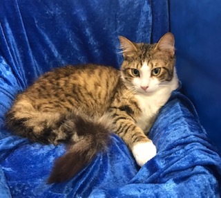 Enlarge Dalton, a Adoptable Maine Coon in Gainesville, FL image 1/2