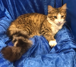 Enlarge Dalton, a Adoptable Maine Coon in Gainesville, FL image 2/2
