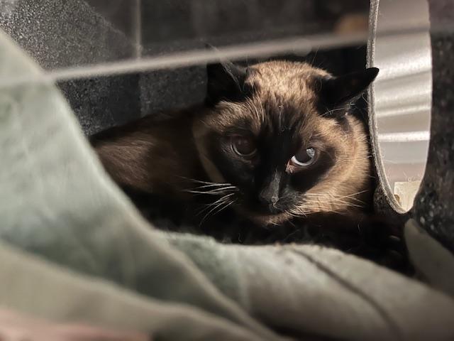 ZOEY, Adoptable, Adult Female Domestic Short Hair.