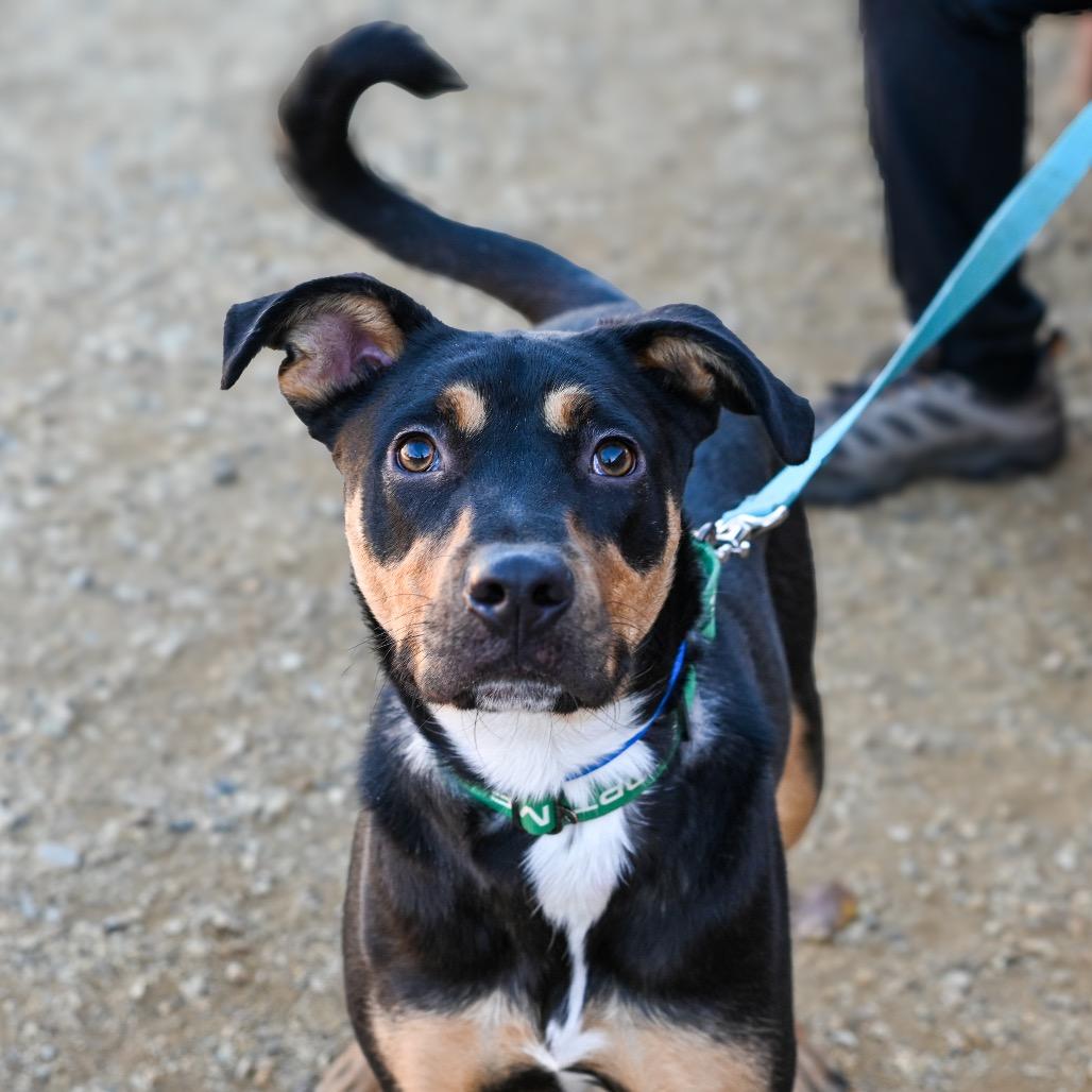 Buddy, Adoptable, Young Male Mixed Breed.