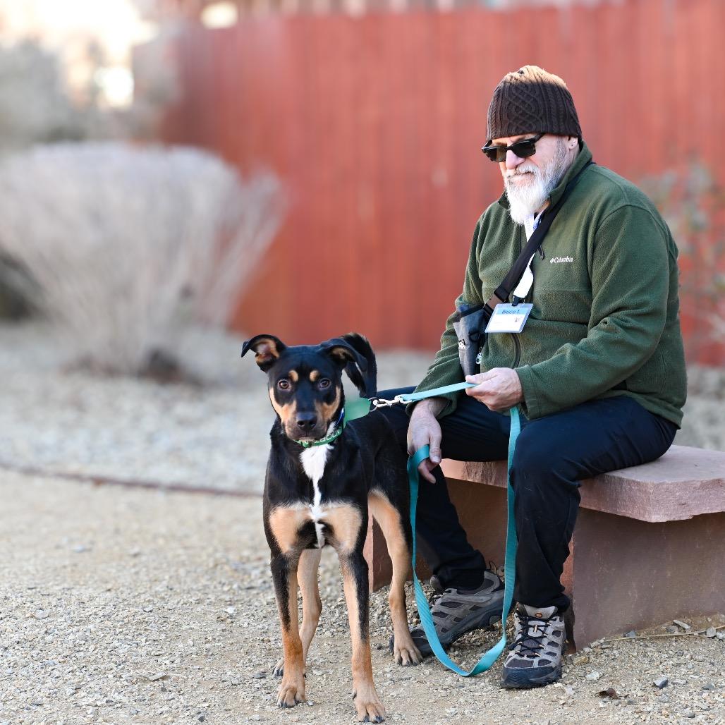 Enlarge Buddy, a Adoptable Mixed Breed in Albuquerque, NM image 2/5