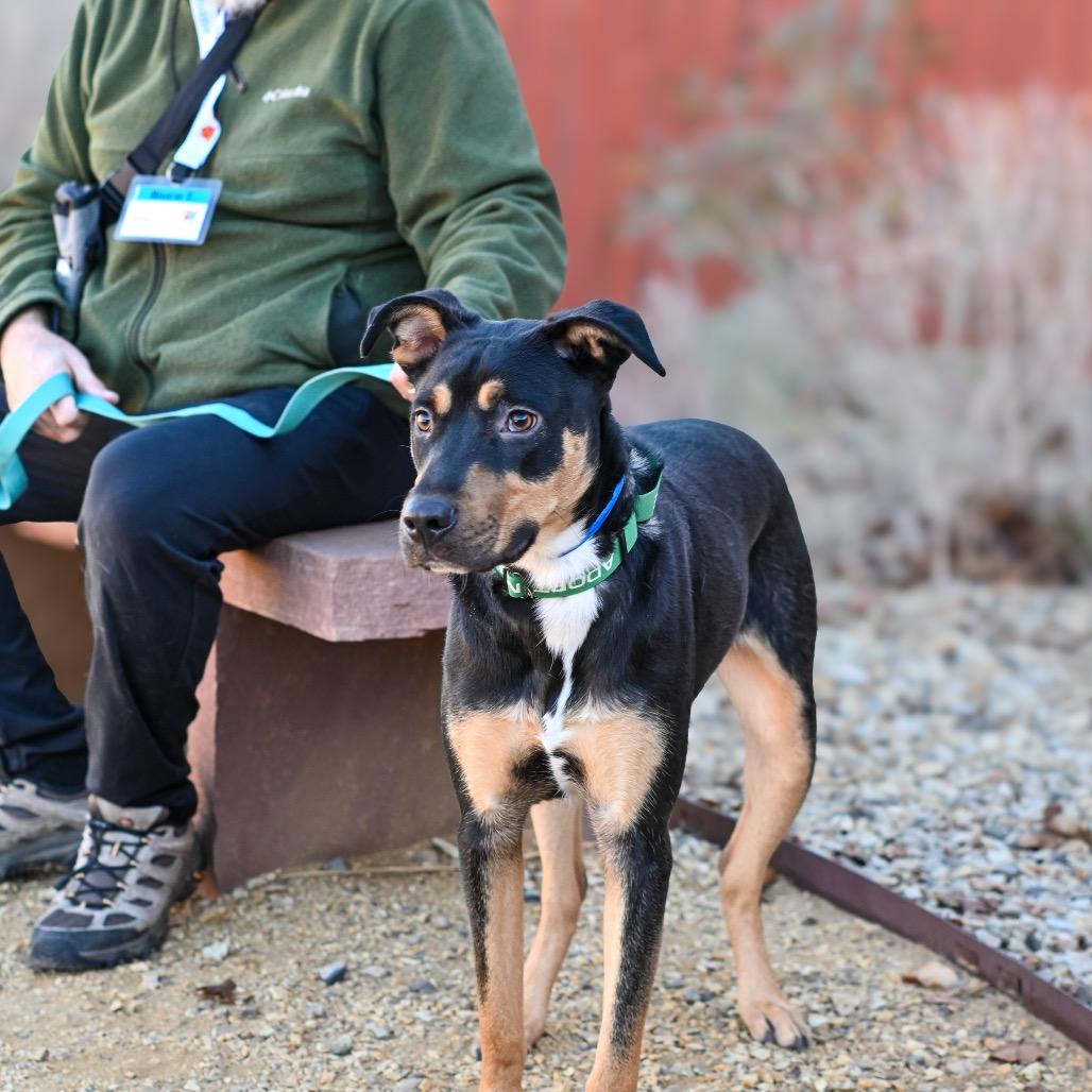 Enlarge Buddy, a Adoptable Mixed Breed in Albuquerque, NM image 3/5