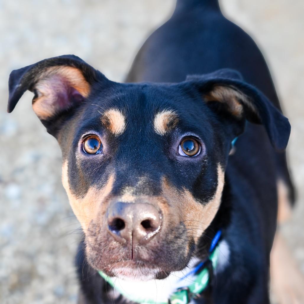 Enlarge Buddy, a Adoptable Mixed Breed in Albuquerque, NM image 4/5
