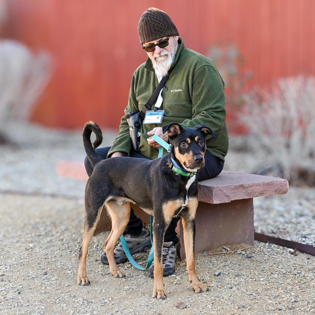 Enlarge Buddy, a Adoptable Mixed Breed in Albuquerque, NM image 5/5