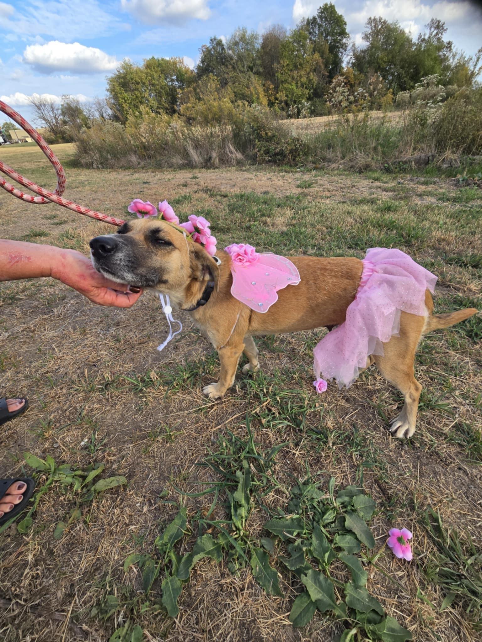 Miley - Great with kids and dogs! 5