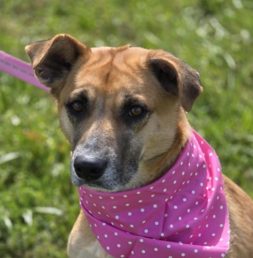 Miley - Great with kids and dogs!