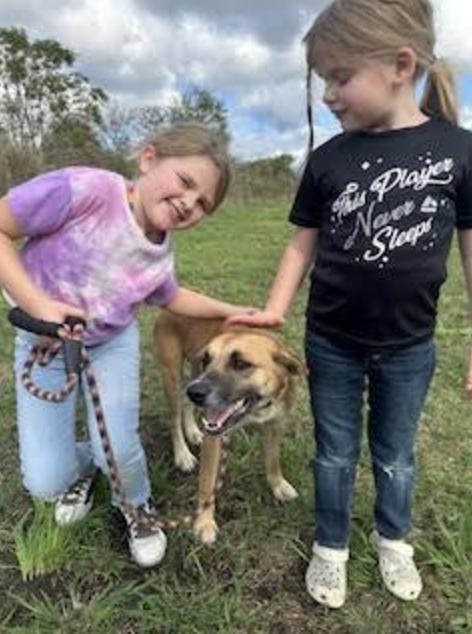 Miley - Great with kids and dogs! 3