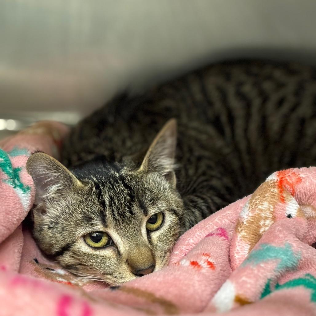 Maxine — thumbnail 7