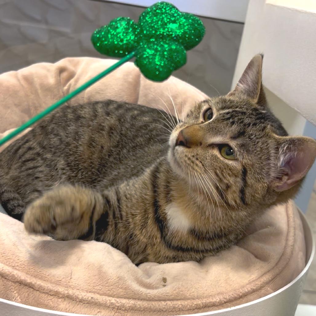 Maxine — thumbnail 8