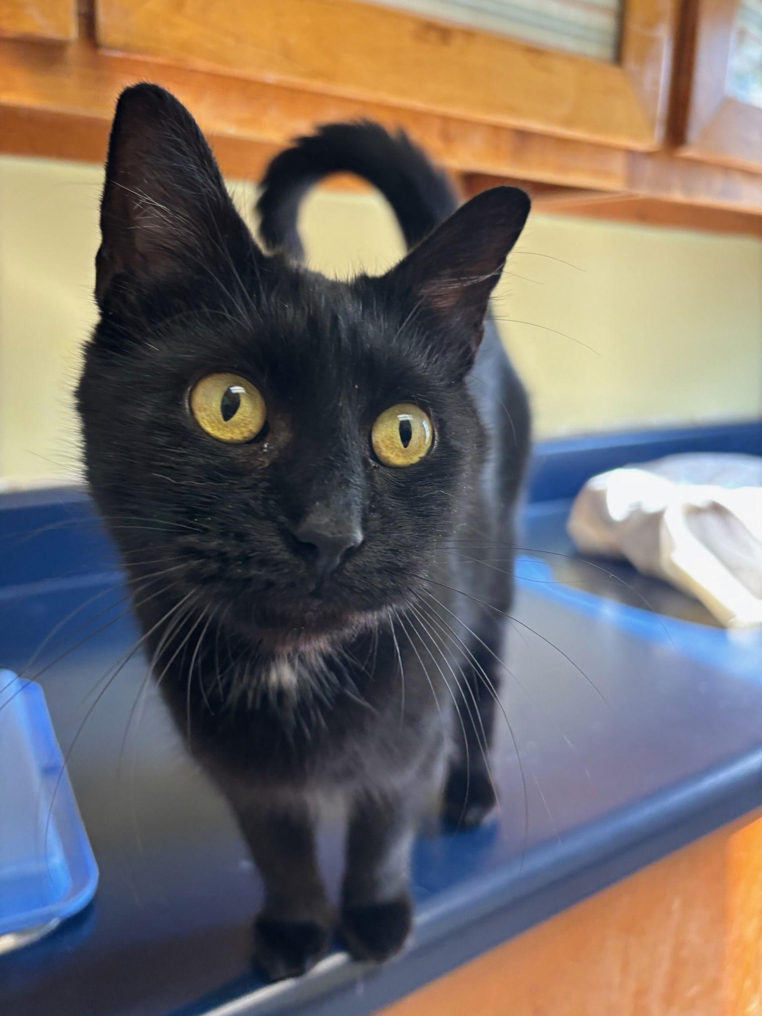 Enlarge Midnight, a Adoptable Domestic Short Hair in Hopewell, VA image 3/5