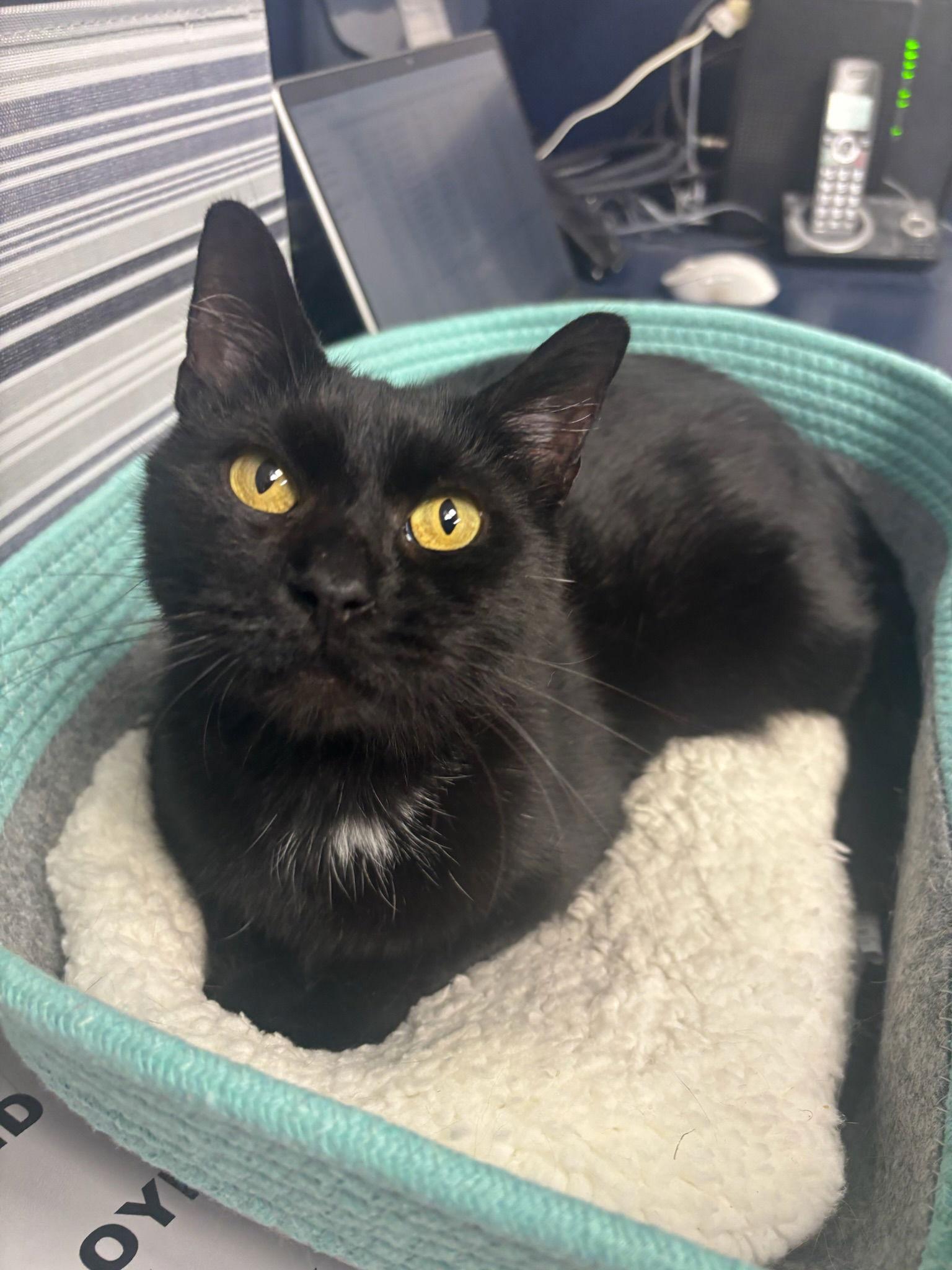 Midnight, a Adoptable Domestic Short Hair in Hopewell, VA image 3/3