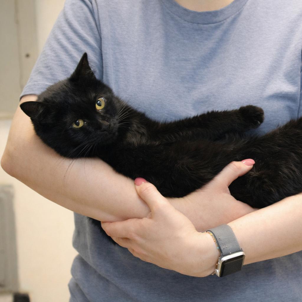 Enlarge Midnight, a Adoptable Domestic Short Hair in Hopewell, VA image 4/5