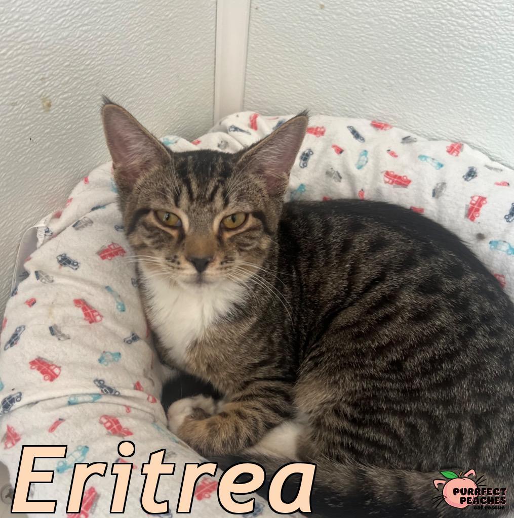 Eritrea, Adoptable, Kitten Male Domestic Short Hair.