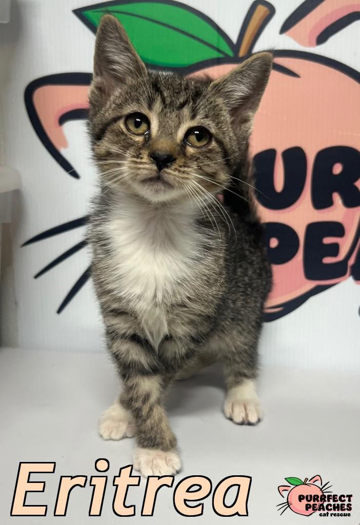 Eritrea, a Adoptable mixed breed in Douglasville, GA image 2/4