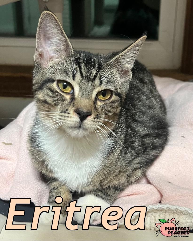 Eritrea, a Adoptable mixed breed in Douglasville, GA image 4/4