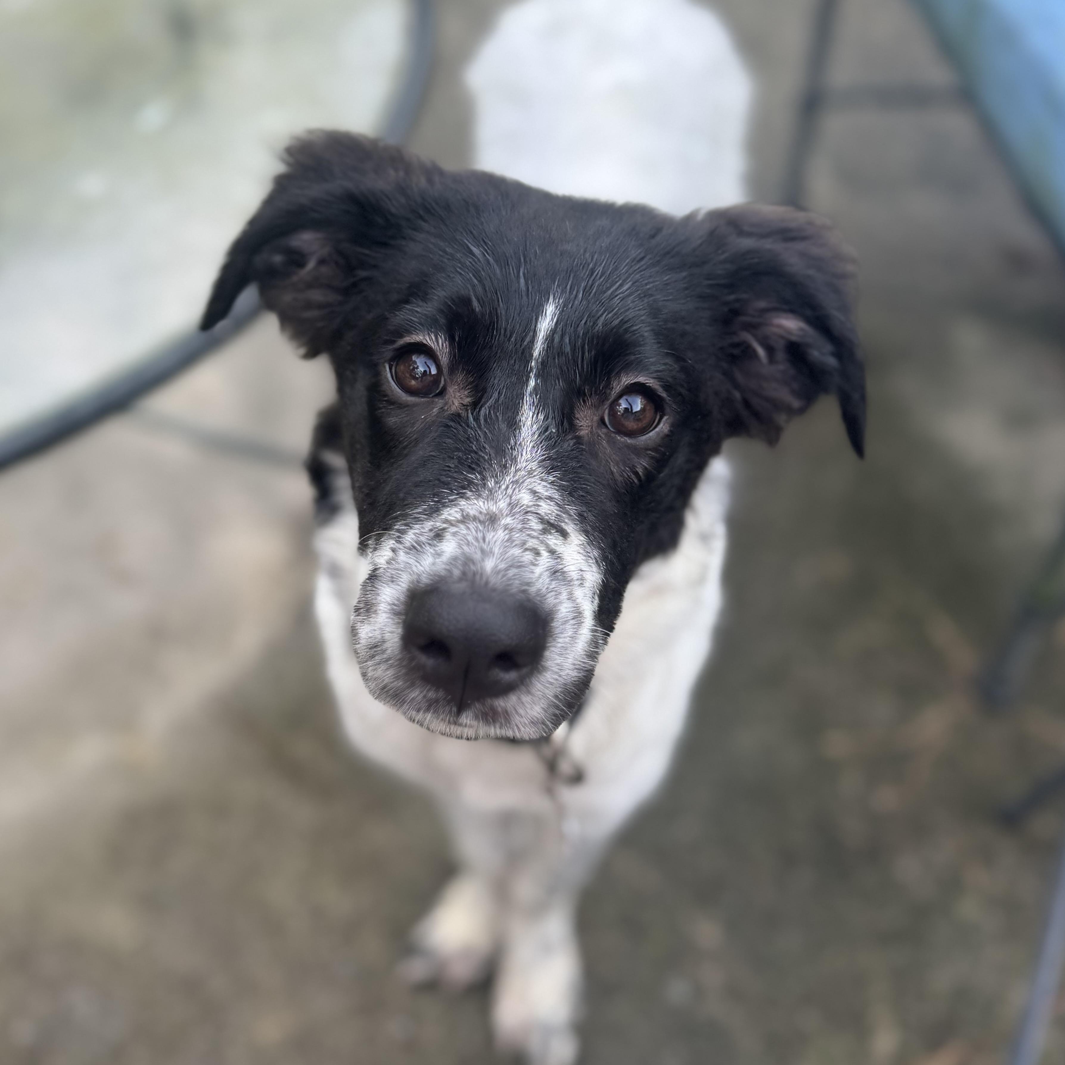 Pippi, adopted, Puppy Female Border Collie & Australian Shepherd.