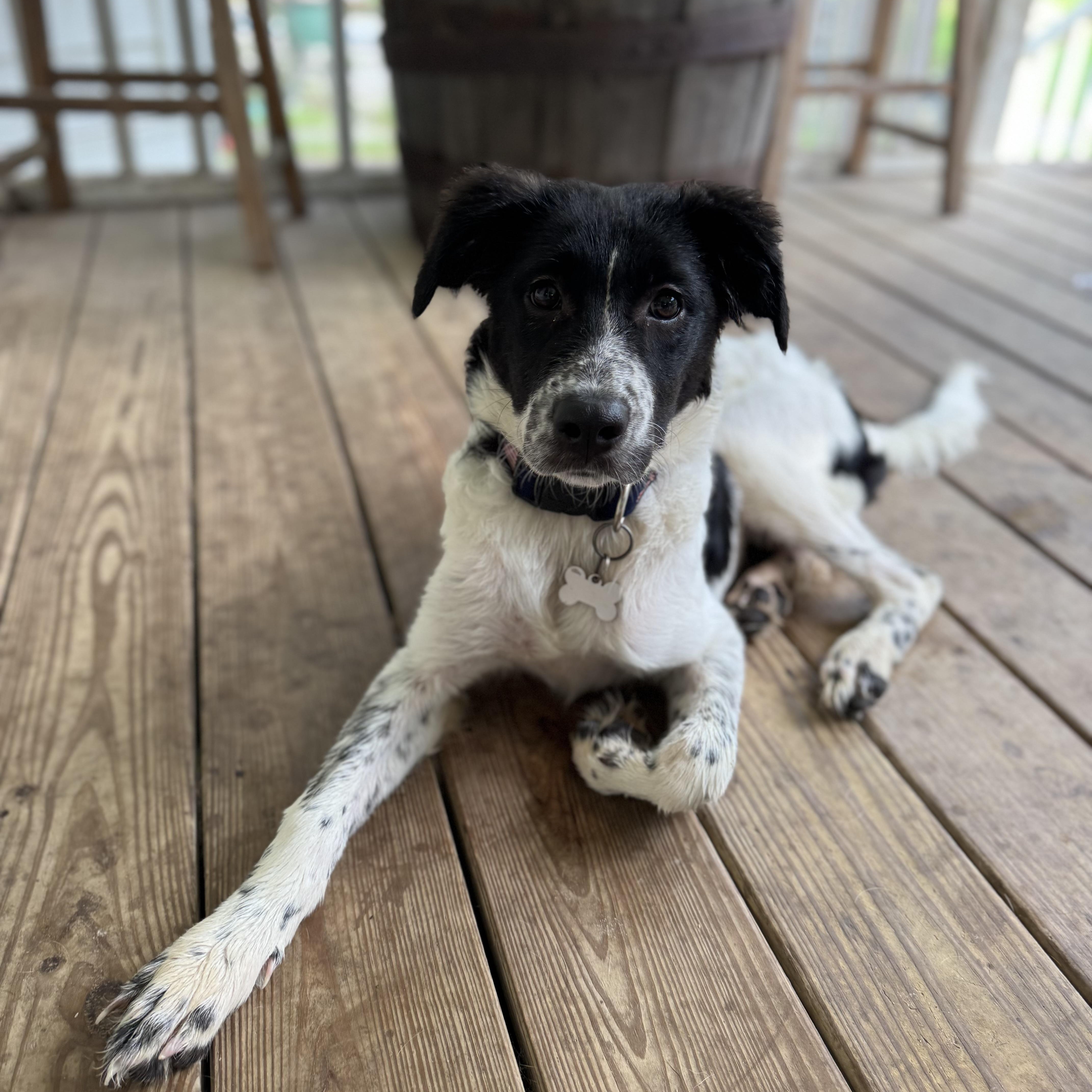Enlarge Pippi, an adopted mixed breed in Wando, SC image 5/6