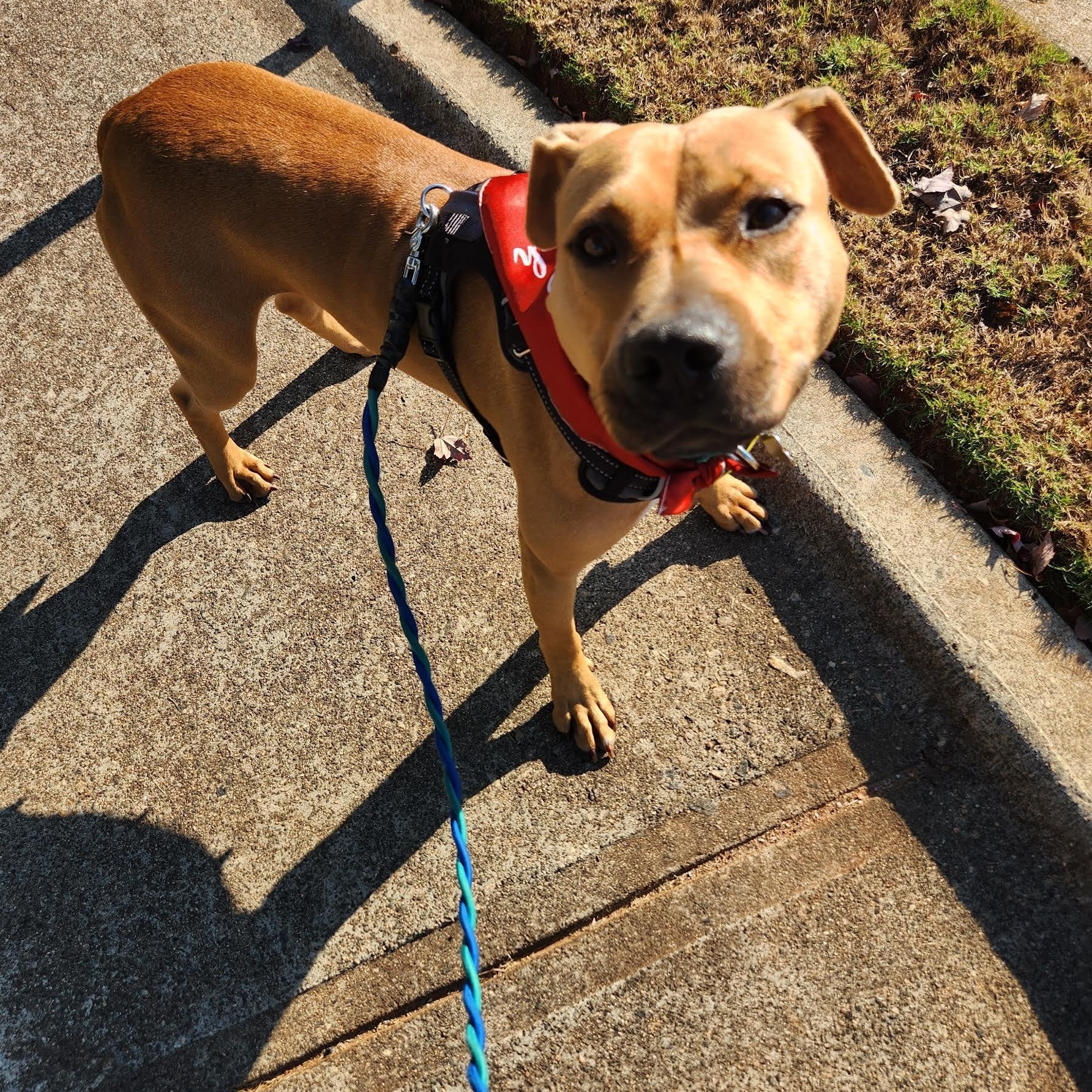 Elisa, Adoptable, Young Female Pit Bull Terrier.