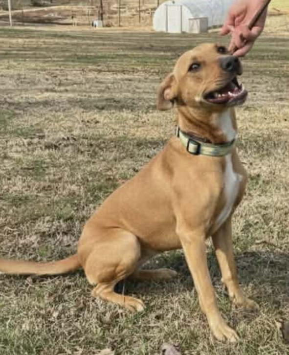 Enlarge Elisa, a Adoptable mixed breed in Cumming, GA image 3/3