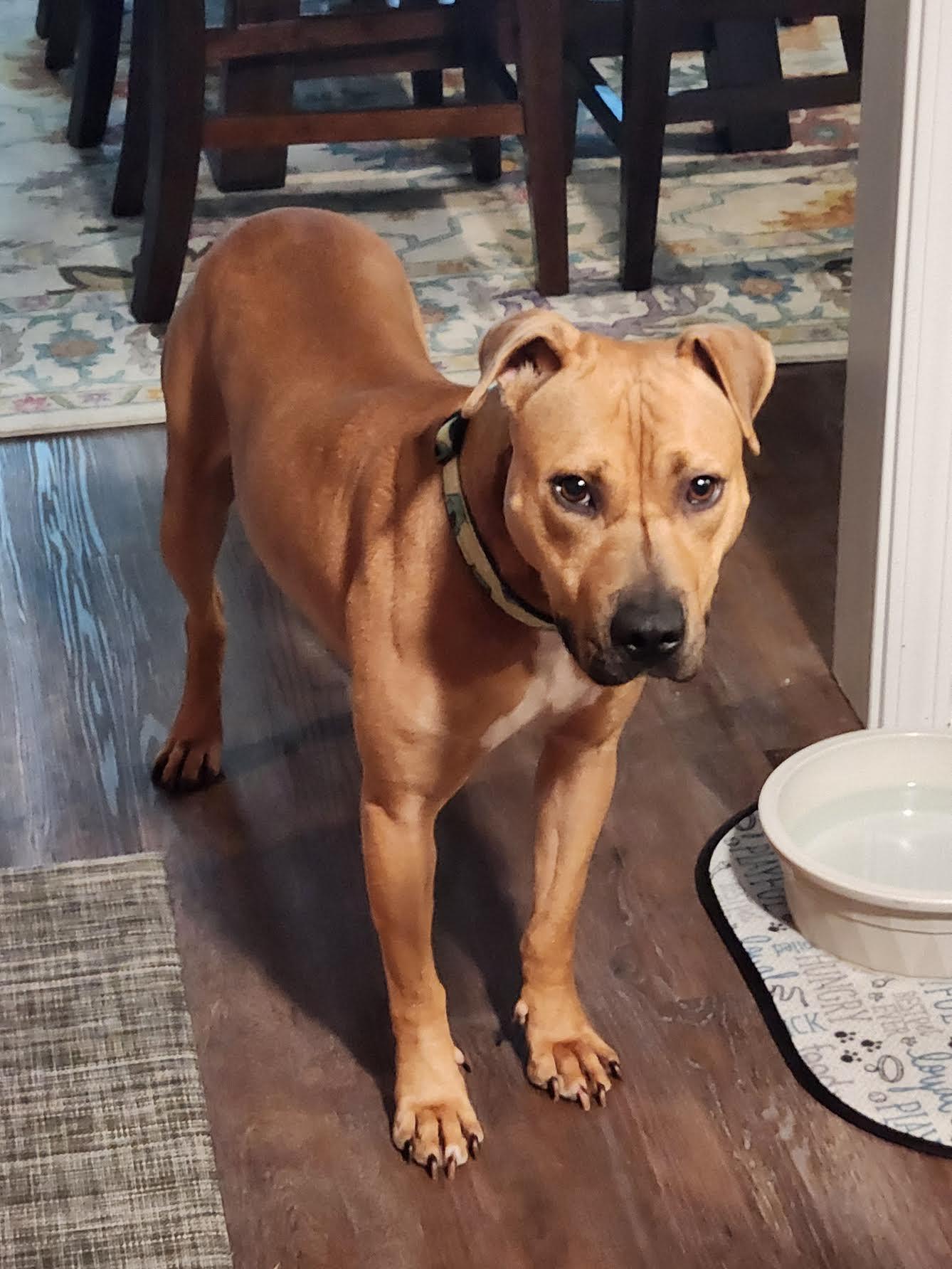 Enlarge Elisa, a Adoptable mixed breed in Cumming, GA image 2/6