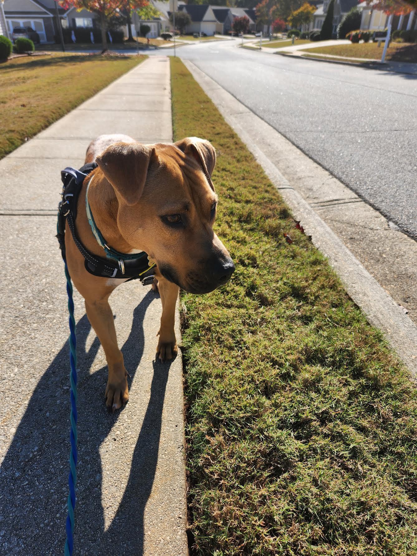 Enlarge Elisa, a Adoptable mixed breed in Cumming, GA image 4/6